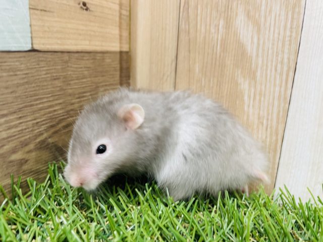 ゴールデンハムスター
