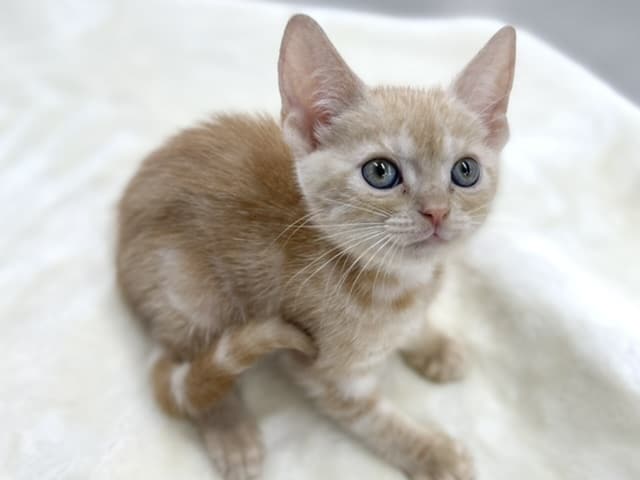 アメリカンショートヘア