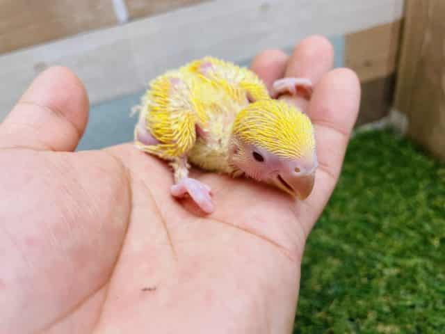 コザクラインコ（小桜インコ）