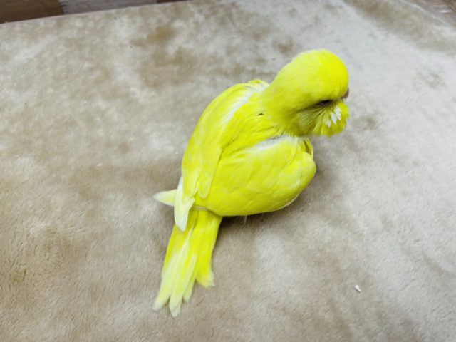 ジャンボセキセイインコ