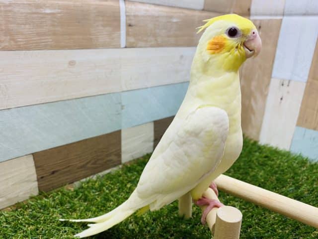 オカメインコ