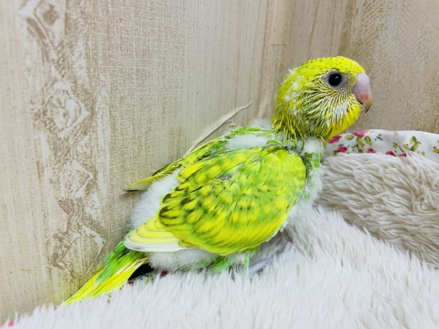 セキセイインコ