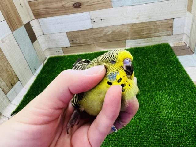 ジャンボセキセイインコ