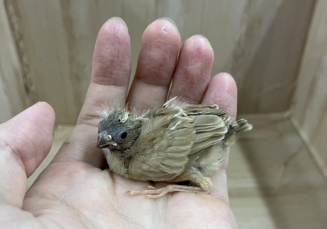 錦花鳥（キンカチョウ）