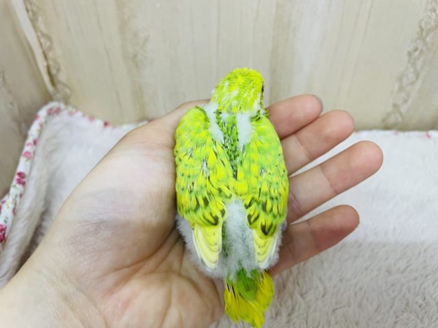 セキセイインコ