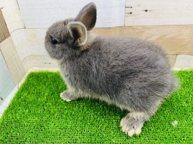 ちまっとしたミニウサギ♪ ミニウサギ
