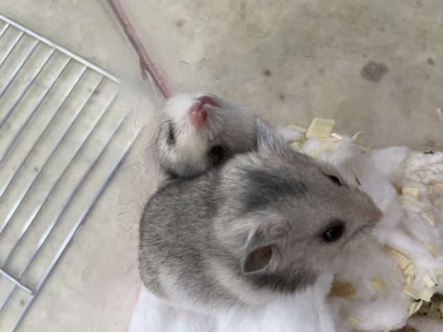 ゴールデンハムスター