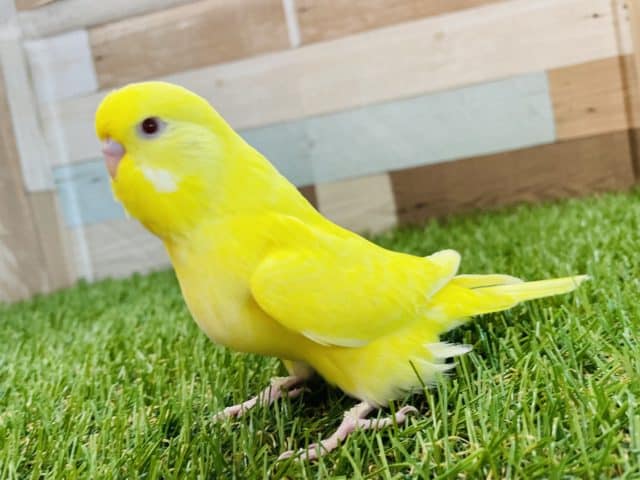 ジャンボセキセイインコ