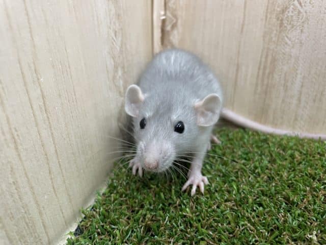 ファンシーラット