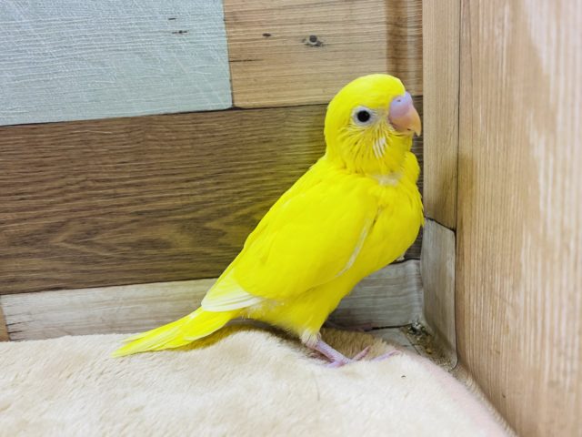 セキセイインコ