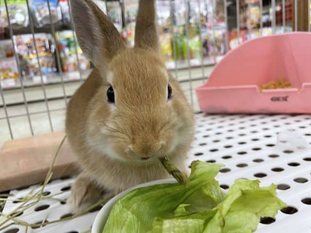 ネザーランドドワーフ