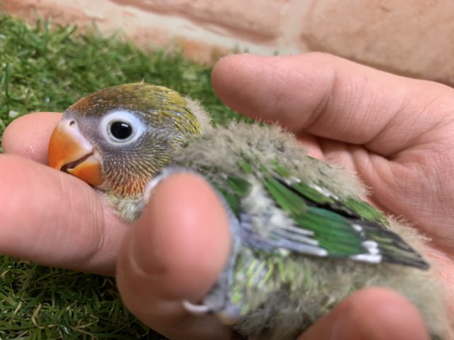 久しぶりの入荷!! キエリボタンインコちゃん入舎です!! R4 7/22撮影 ボタンインコ