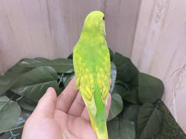 セキセイインコ