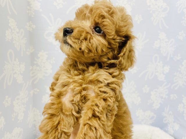 トイプードル