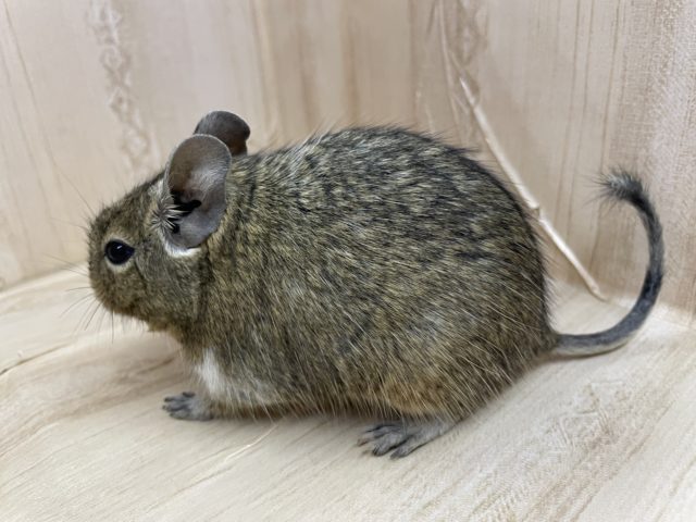 最新画像になりますよ!おやつの持ち方は二刀流!? デグー ノーマル デグー