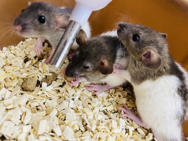 ファンシーラット