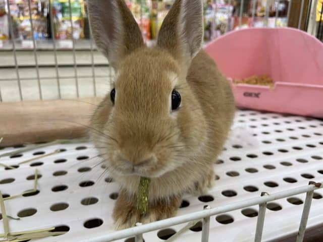 ネザーランドドワーフ