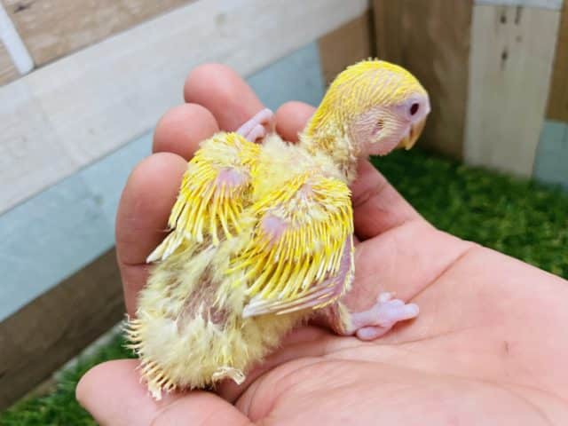 コザクラインコ（小桜インコ）