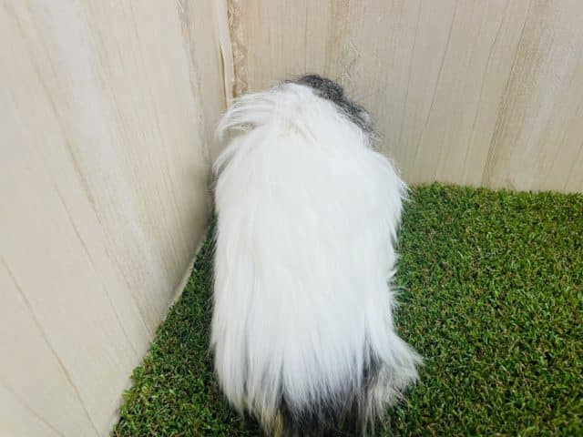 ペルビアンモルモット