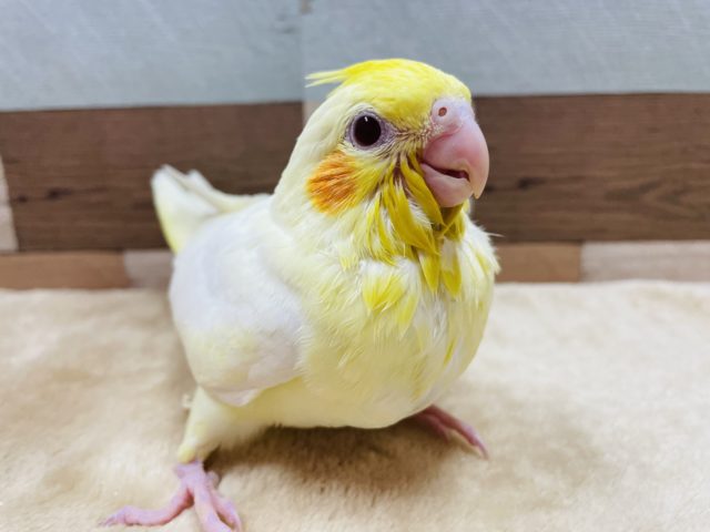 オカメインコ