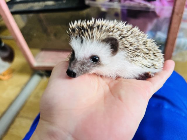 ハリネズミ（ヨツユビハリネズミ）