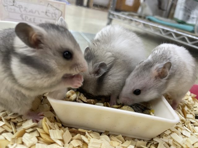 ゴールデンハムスター