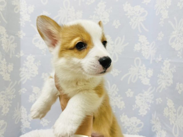 ウェルシュコーギー・ペンブローグ