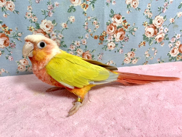 ホオミドリウロコインコ