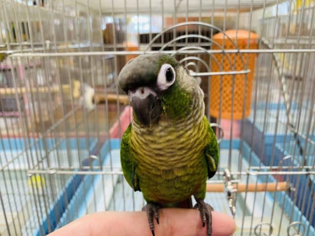 べたなれ♡ウロコインコがやってきた! ホオミドリウロコインコ