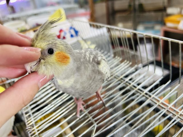 オカメインコ