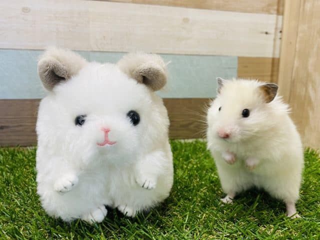 ゴールデンハムスター