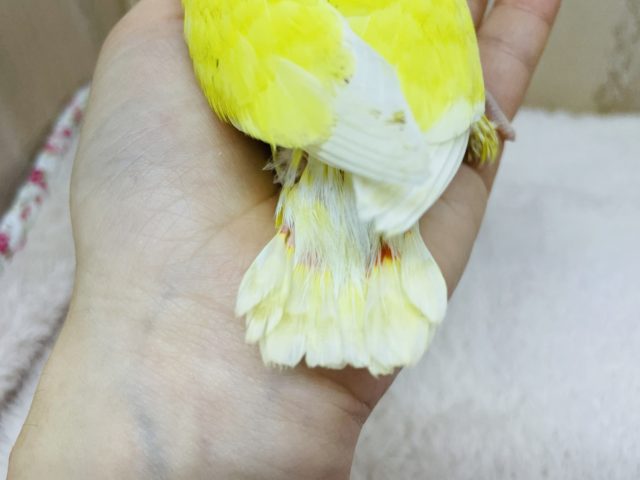コザクラインコ（小桜インコ）