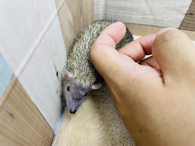 ヒメハリテンレック