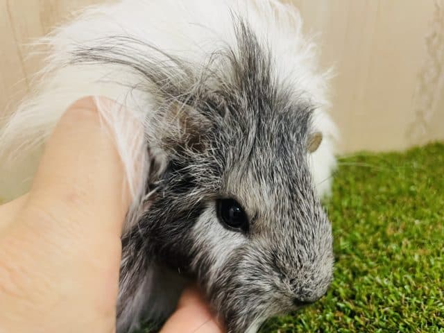 ペルビアンモルモット