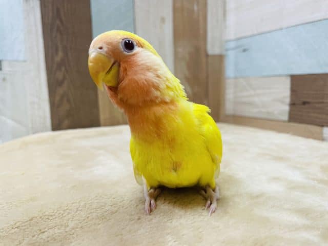コザクラインコ（小桜インコ）