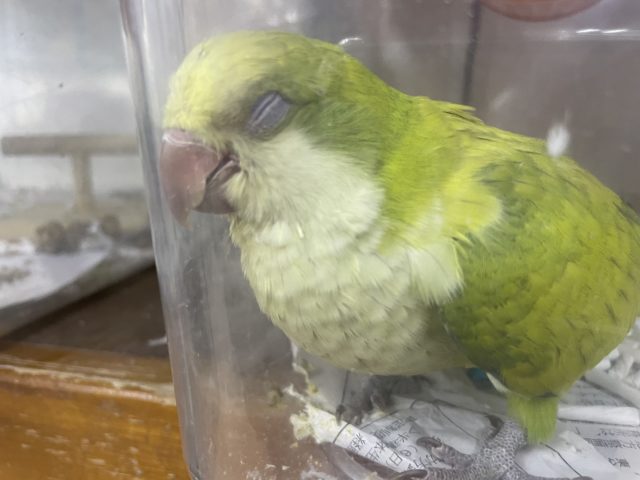 オキナインコ