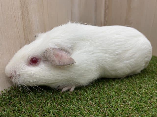 イングリッシュモルモット