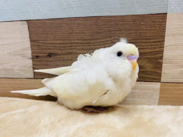 くるんっとオシャレさん♪淡く綺麗な羽衣セキセイインコ! 羽衣セキセイインコ