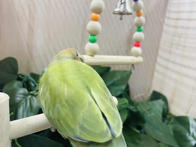 コザクラインコ（小桜インコ）