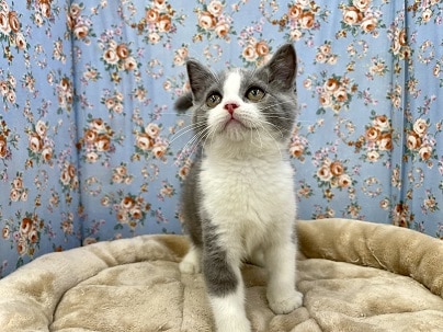 スコティッシュフォールド