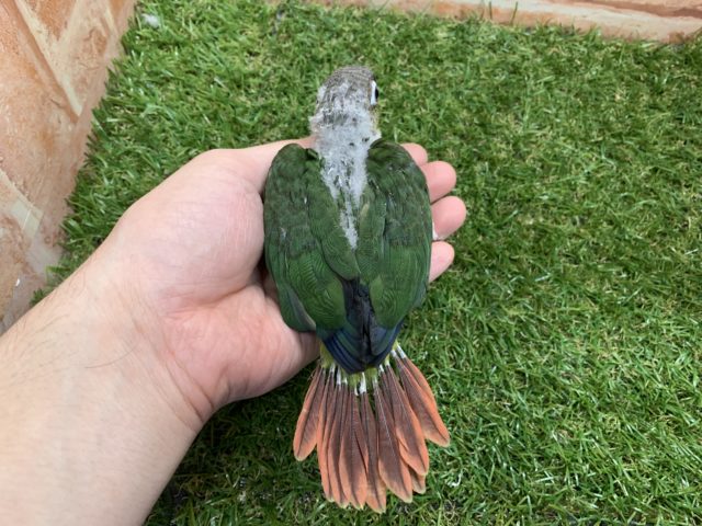 ワキコガネウロコインコ