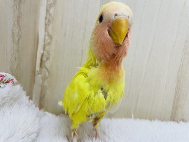 コザクラインコ（小桜インコ）