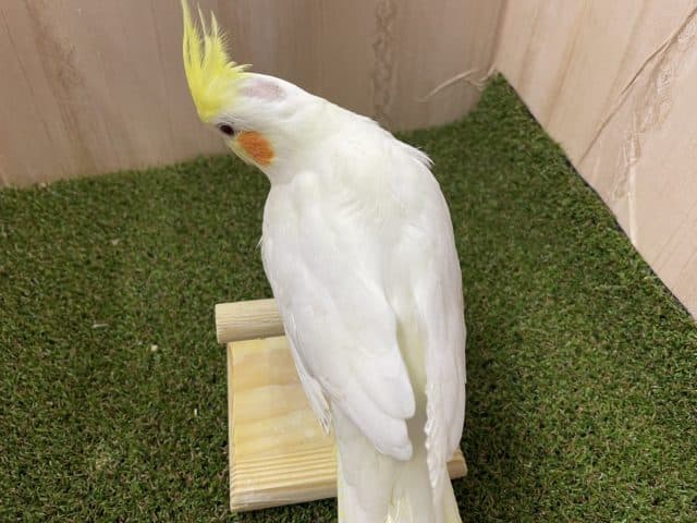 オカメインコ