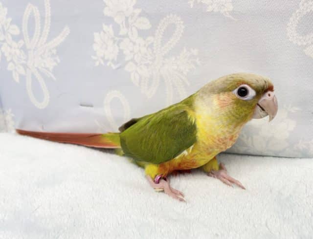 ホオミドリウロコインコ