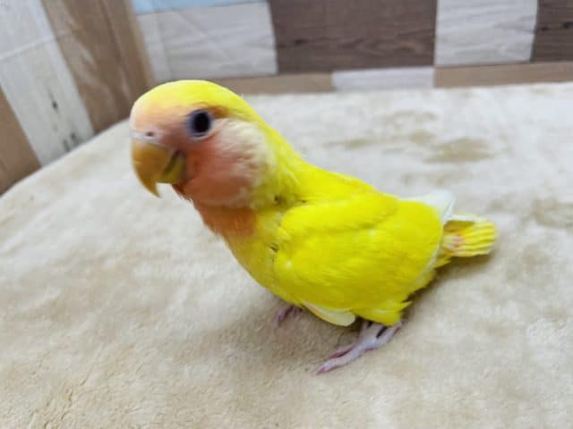 コザクラインコ（小桜インコ）