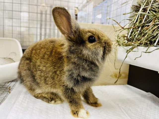 ライオンラビット