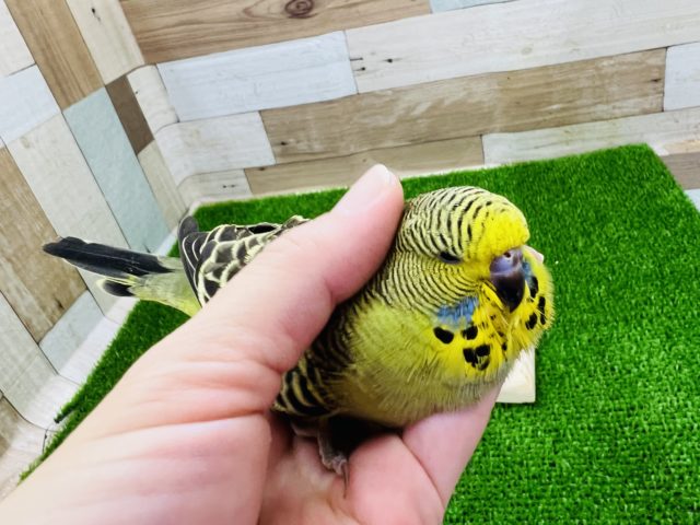 ジャンボセキセイインコ