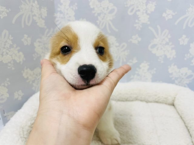 ウェルシュコーギー・ペンブローグ