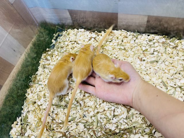 カラージャービル（スナネズミ）