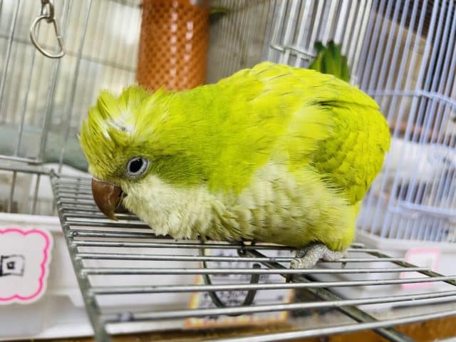 オキナインコ